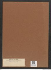Diatomeae indet. Zeichnungen Sammlung Grunow Mappe 03480 (Herbarium_W_Grunow_drawings_Folder_03480)